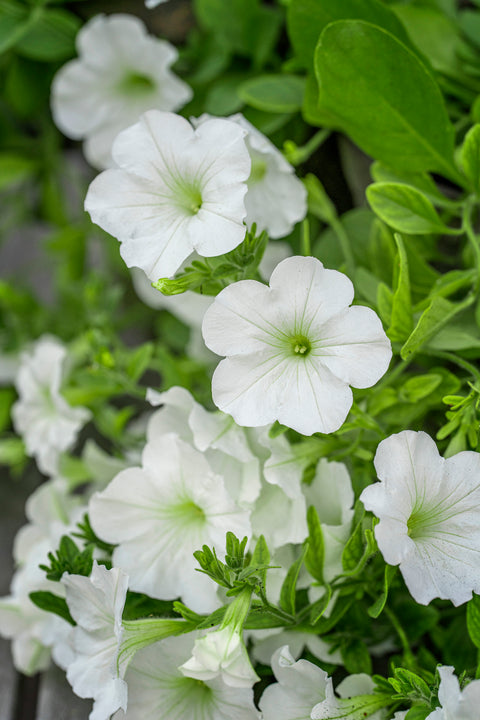 Petunia 'Opera Supreme White' F1 (2026 nyhet!)