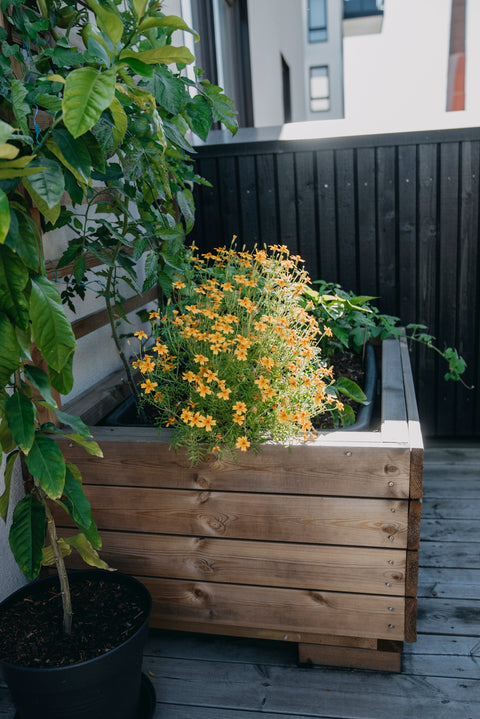 Fløyelsblomst Busk 'Lemon Star'