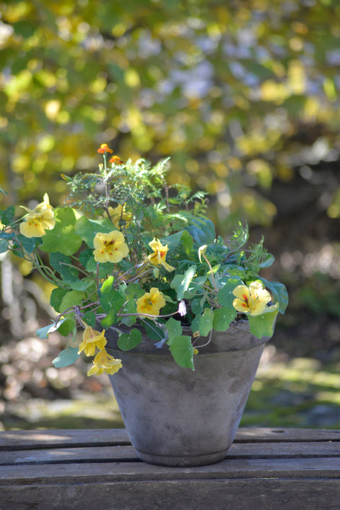 Spiselige blomster miks 3 sorter (2024 nyhet)