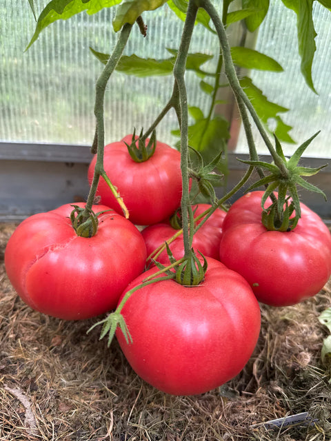 Tomat biff 'African Queen' (2026 nyhet!)