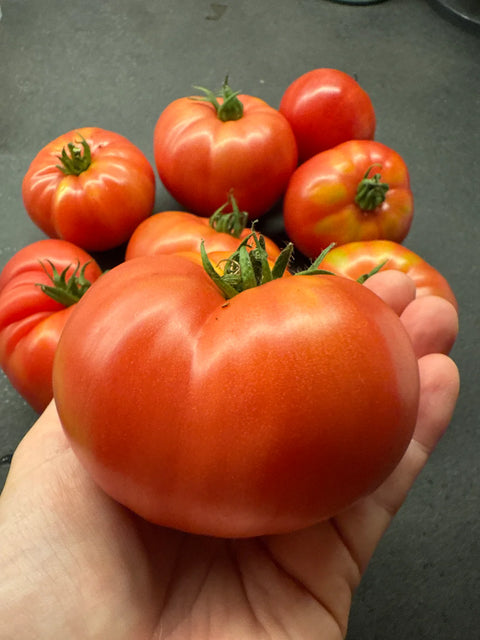 Tomat biff 'African Queen' (2026 nyhet!)