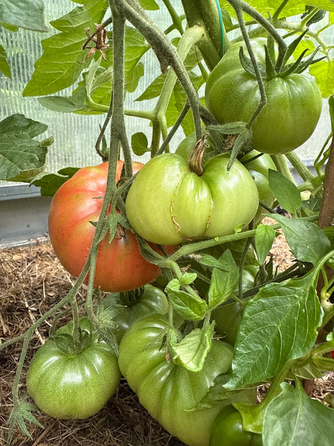 Tomat biff 'African Queen' (2026 nyhet!)