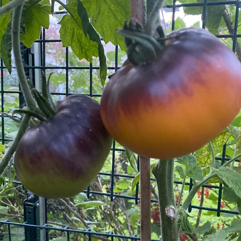 Tomat 'Afternoon Delight' (2026 nyhet!)