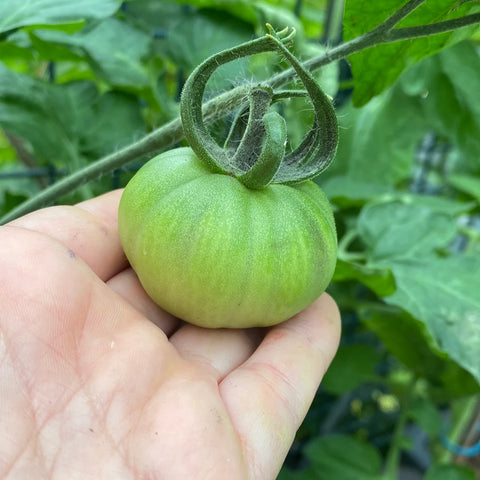 Tomat 'Afternoon Delight' (2026 nyhet!)