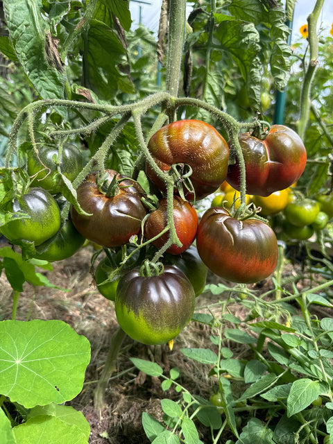 Tomat 'Amethyst Heart' (2026 nyhet!)