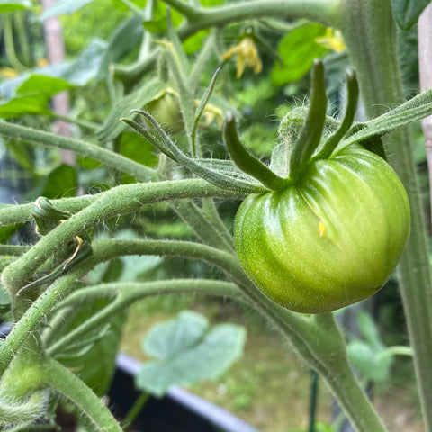 Tomat 'Amethyst Heart' (2026 nyhet!)