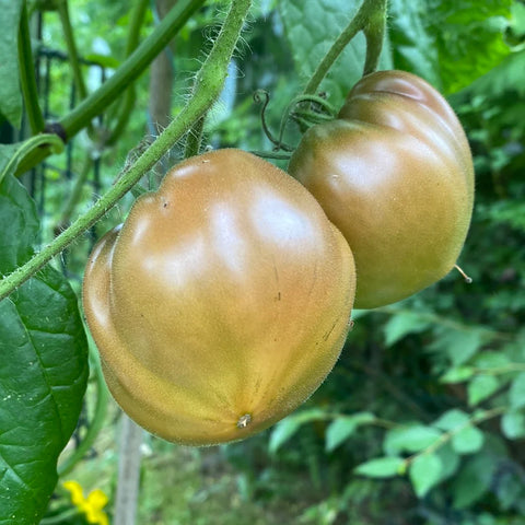 Tomat 'Amethyst Heart' (2026 nyhet!)