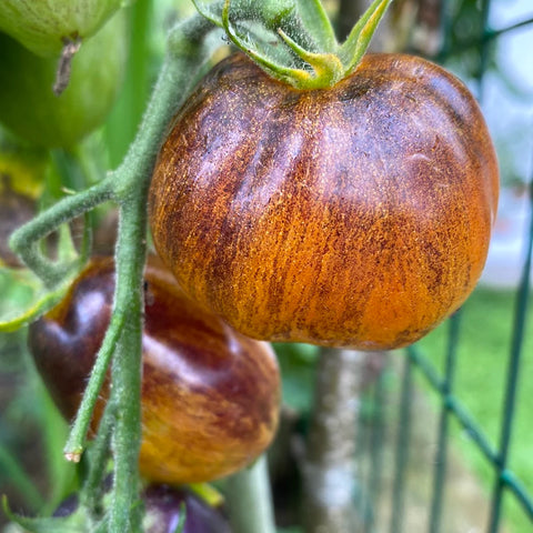 Tomat cherry 'Atomic Sunset'