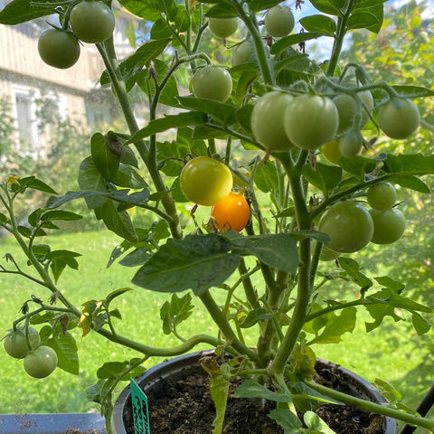 Tomat microbusk 'Balcony Yellow'