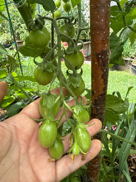 Tomat 'Beams yellow pear' (2026 nyhet!)