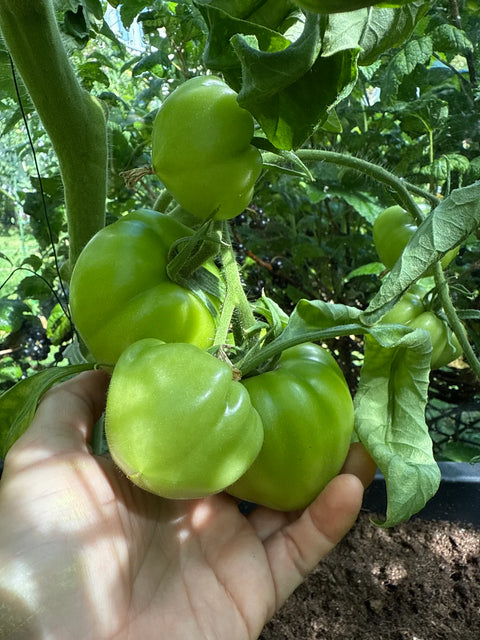 Tomat 'Believe it or not' (2026 nyhet!)