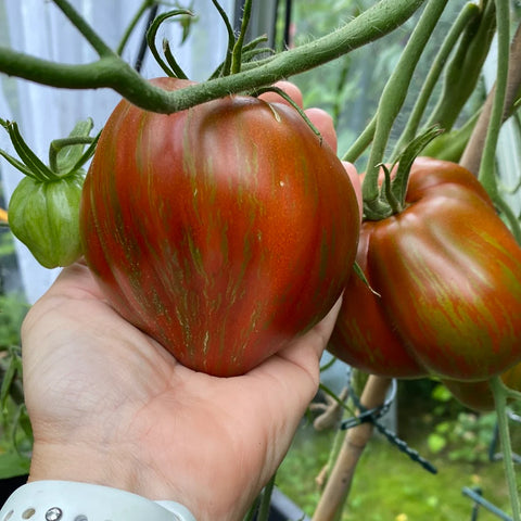 Oxheart tomat 'Berkley Tie Dye Heart'