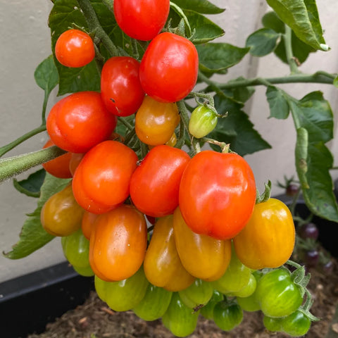 Tomat cherry 'Berry Garden'