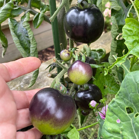 Tomat cherry 'Bing Cherry'