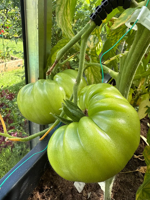 Tomat biff 'Bison Orange' (2026 nyhet!)