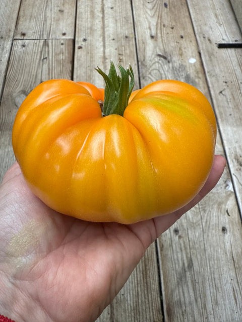 Tomat biff 'Bison Orange' (2026 nyhet!)