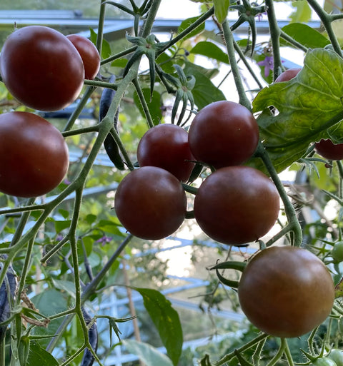 Tomat cherry 'Black'