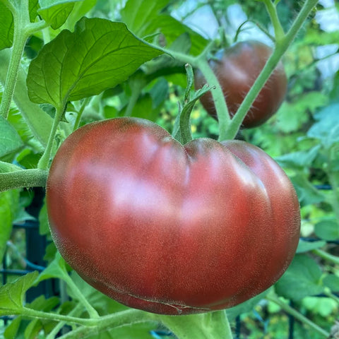 Tomat 'Black Baron'