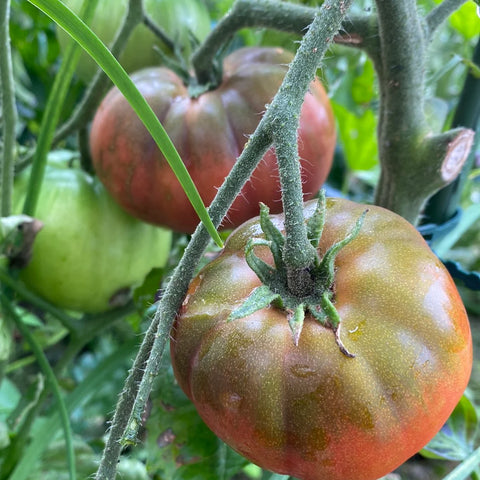 Tomat 'Black from Tula' (2026 nyhet!)