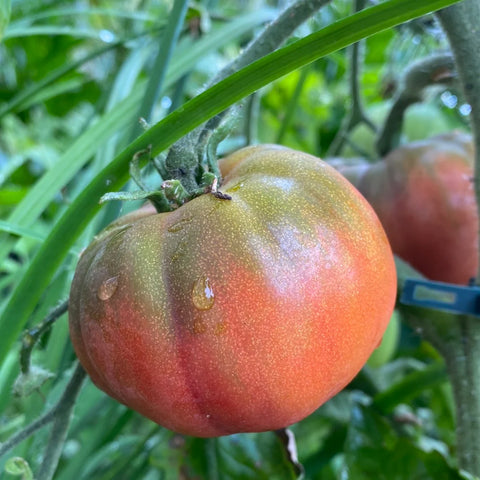 Tomat 'Black from Tula' (2026 nyhet!)