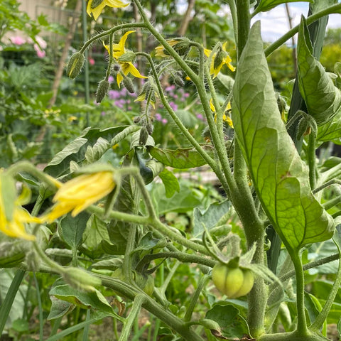 Tomat 'Black from Tula' (2026 nyhet!)