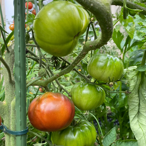 Tomat 'Black from Tula' (2026 nyhet!)