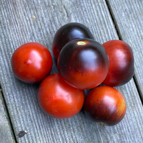 Tomat microbusk 'Blaue Zimmertomate'
