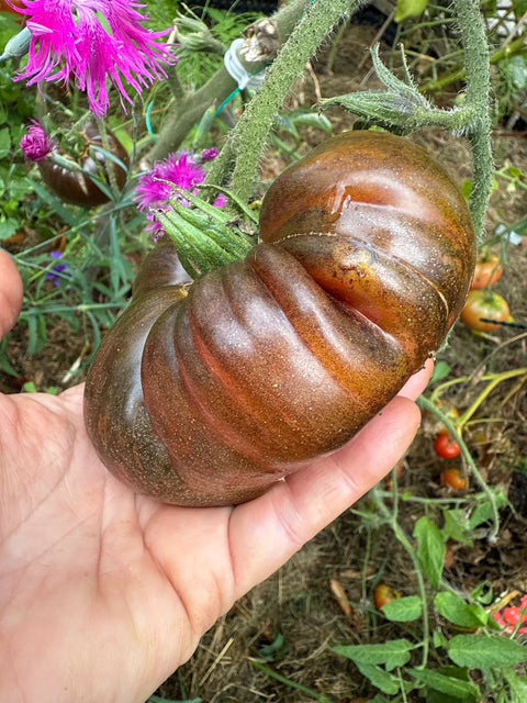 Tomat 'Blood Moon' (2026 nyhet!)