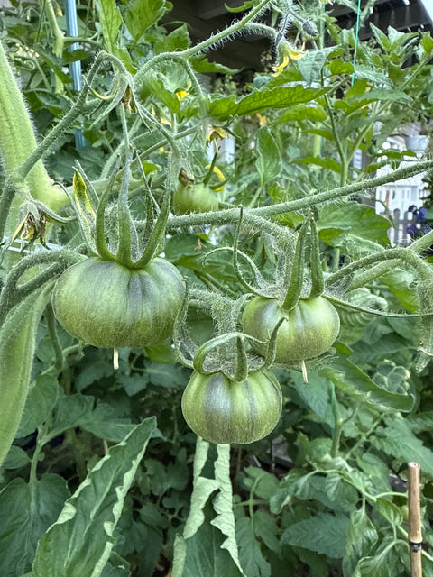 Tomat 'Blood Moon' (2026 nyhet!)