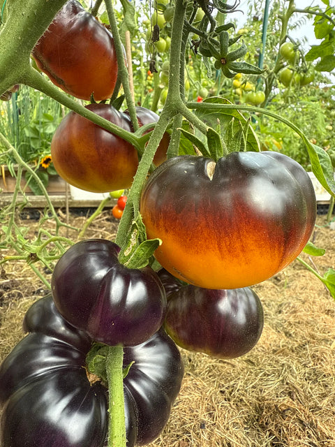 Tomat 'Blue Jollies' (2026 nyhet!)