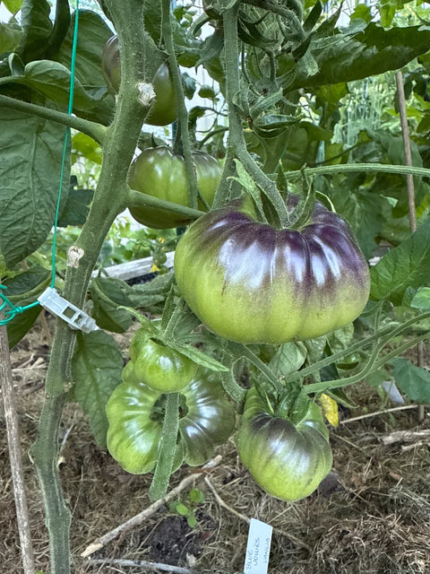 Tomat 'Blue Jollies' (2026 nyhet!)