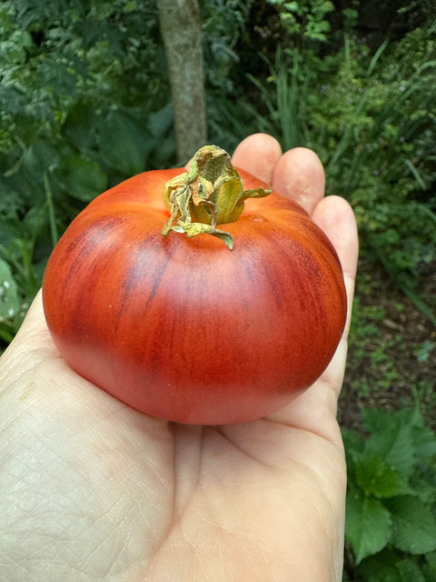 Tomat 'Blueberry Dessert' (2026 nyhet!)