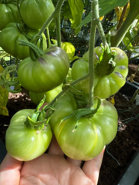 Tomat 'Blueberry Dessert' (2026 nyhet!)