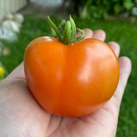 Tomat potte/busk 'Bogus Fruchta' (2026 nyhet!)