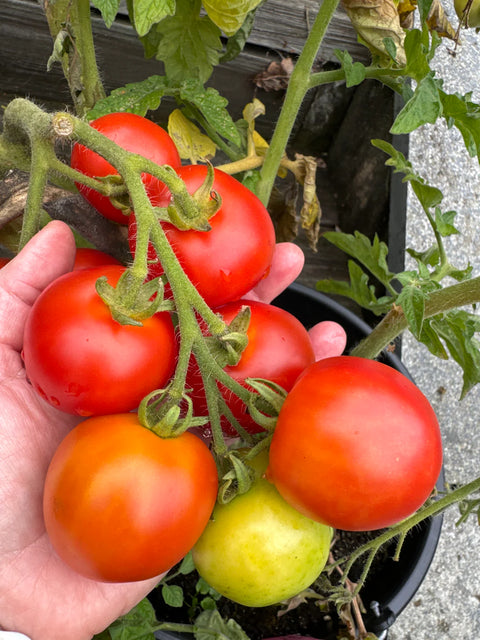 Tomat potte/busk 'Bogus Fruchta' (2026 nyhet!)