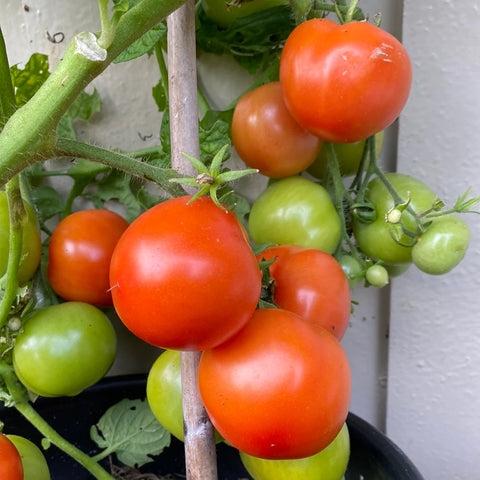 Tomat potte/busk 'Bogus Fruchta' (2026 nyhet!)