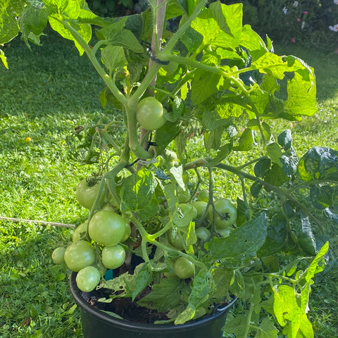 Tomat potte/busk 'Bogus Fruchta' (2026 nyhet!)