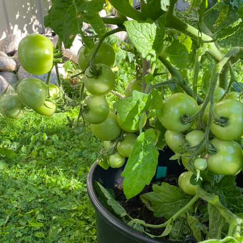 Tomat potte/busk 'Bogus Fruchta' (2026 nyhet!)