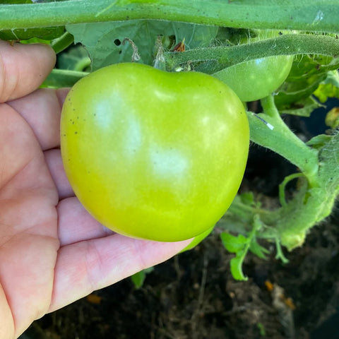 Tomat potte/busk 'Bogus Fruchta' (2026 nyhet!)