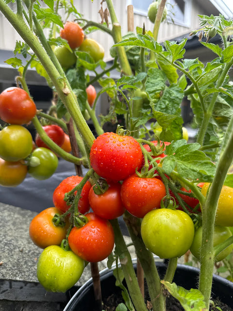 Tomat potte/busk 'Bogus Fruchta' (2026 nyhet!)