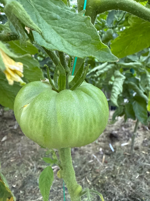 Tomat 'Boxcar Willie' (2026 nyhet!)