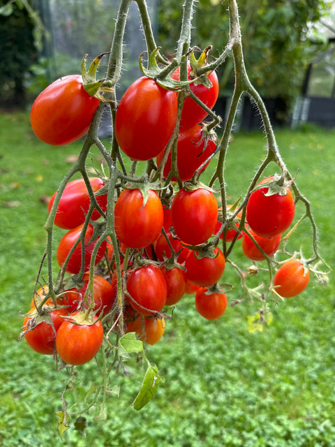 Tomat multiflora 'Butterfly' (2026 nyhet!)