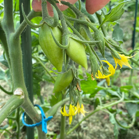 Plommetomat 'Candy Sweet Icicle'