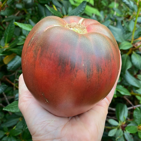 Tomat biff 'Carbon' (2026 nyhet!)