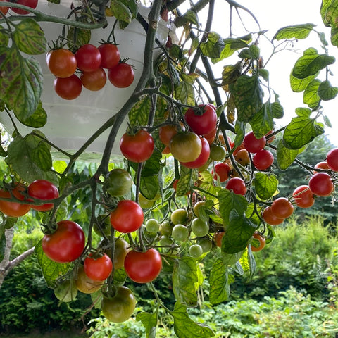 Tomat ampel 'Cherry Falls'