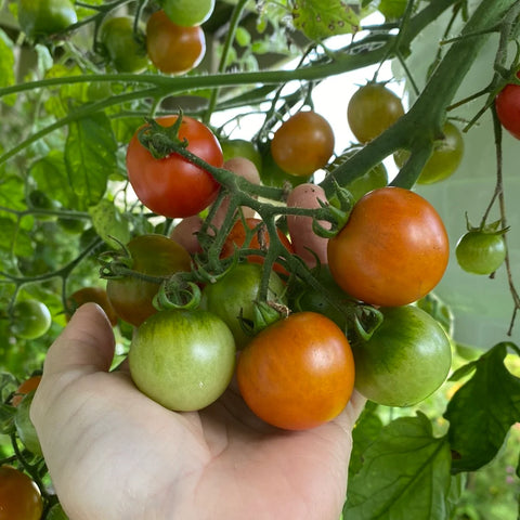 Tomat ampel 'Cherry Falls'