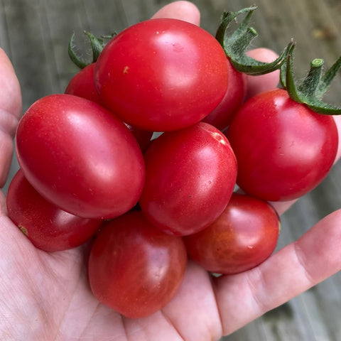 Tomat cherry 'Pink Grape'