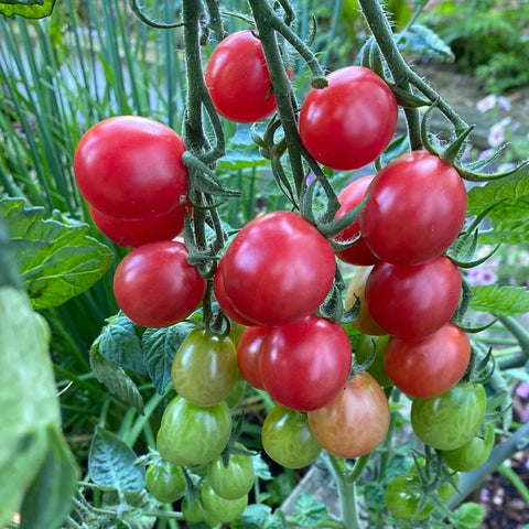 Tomat cherry 'Pink Grape'