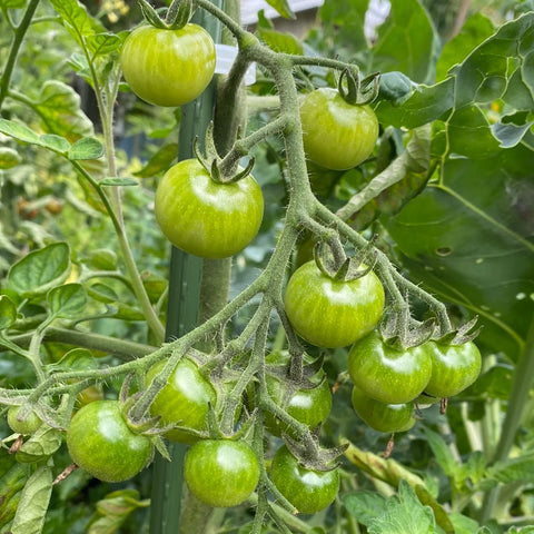 Tomat cherry 'Christmas Grapes'