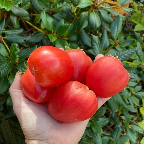 Oxheart tomat 'Coeur De Beuf'